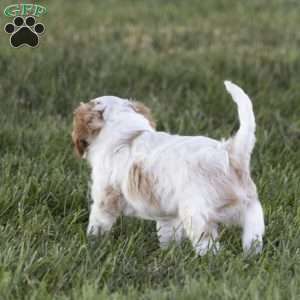 Clark, Cavalier King Charles Spaniel Puppy